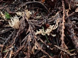 Aphelaria tuberosa image