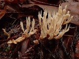Aphelaria tuberosa image