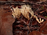 Aphelaria tuberosa image