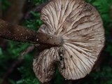 Inocephalus cystomarginatus image
