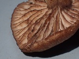 Inocephalus cystomarginatus image