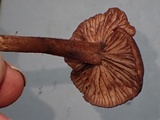 Inocephalus cystomarginatus image