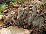 Craterellus fallax image