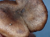 Inocephalus cystomarginatus image