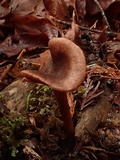Inocephalus cystomarginatus image