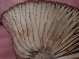 Inocephalus cystomarginatus image