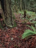Inocephalus cystomarginatus image