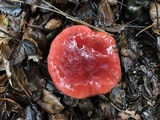 Russula rhodocephala image
