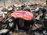 Russula rhodocephala image