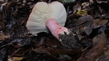 Russula rhodocephala image