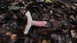 Russula rhodocephala image