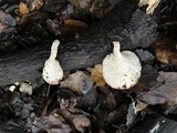 Polyporus leptocephalus image