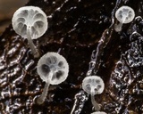 Hemimycena hirsuta image