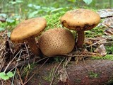 Pseudoboletus parasiticus image
