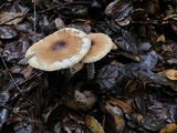 Lepiota spheniscispora image