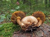 Pseudoboletus parasiticus image