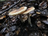 Lepiota spheniscispora image