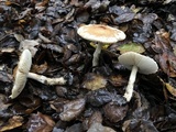Lepiota spheniscispora image