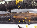 Guepiniopsis alpina image