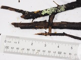 Guepiniopsis alpina image