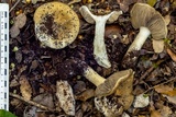 Tricholoma viridifucatum image