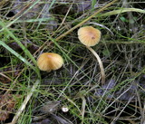 Galerina clavata image