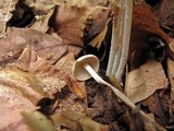 Gymnopus confluens image