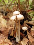 Gymnopus confluens image