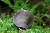 Helvella macropus image