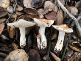 Hygrophorus roseobrunneus image