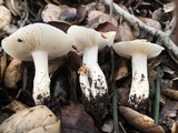 Hygrophorus roseobrunneus image