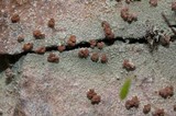 Baeomyces rufus image