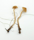 Galerina clavata image