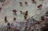 Baeomyces rufus image