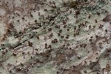 Baeomyces rufus image