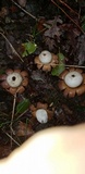 Geastrum floriforme image