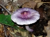 Inocybe lilacina image