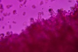 Inocybe lilacina image