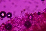 Inocybe lilacina image