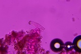 Inocybe lilacina image