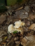 Marasmius nigrodiscus image