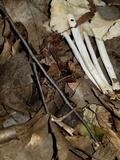 Marasmius nigrodiscus image