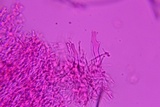 Marasmius nigrodiscus image