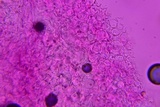 Marasmius nigrodiscus image