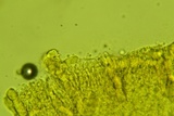Marasmius nigrodiscus image