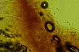 Marasmius nigrodiscus image