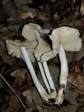 Marasmius nigrodiscus image