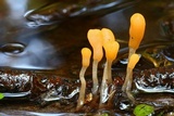 Mitrula paludosa image