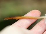 Mycena inclinata image