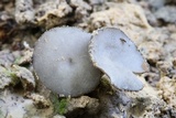 Helvella macropus image